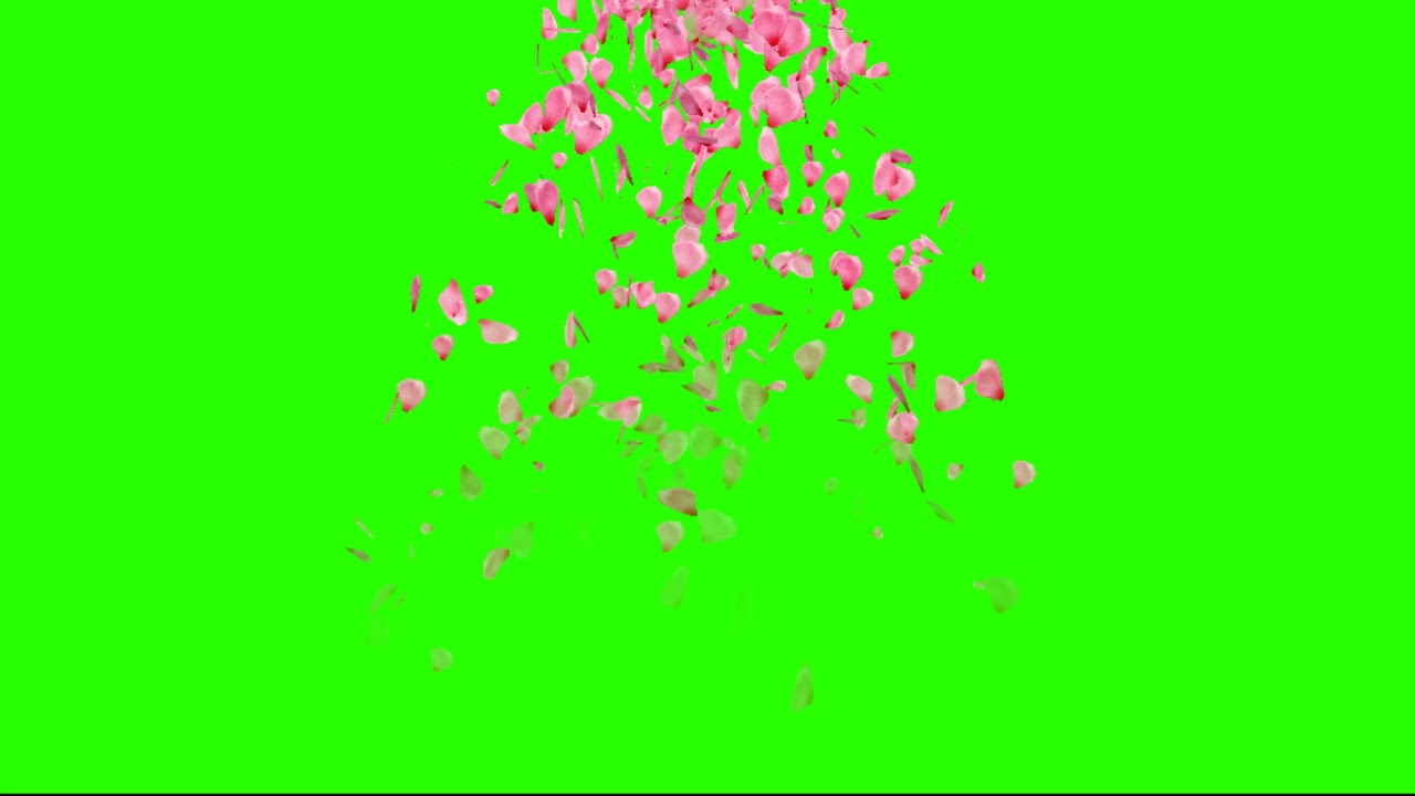 Free Download || Green Screen Rose petals Falling Video  Video ||   Green Mat  Video || #svdigitals