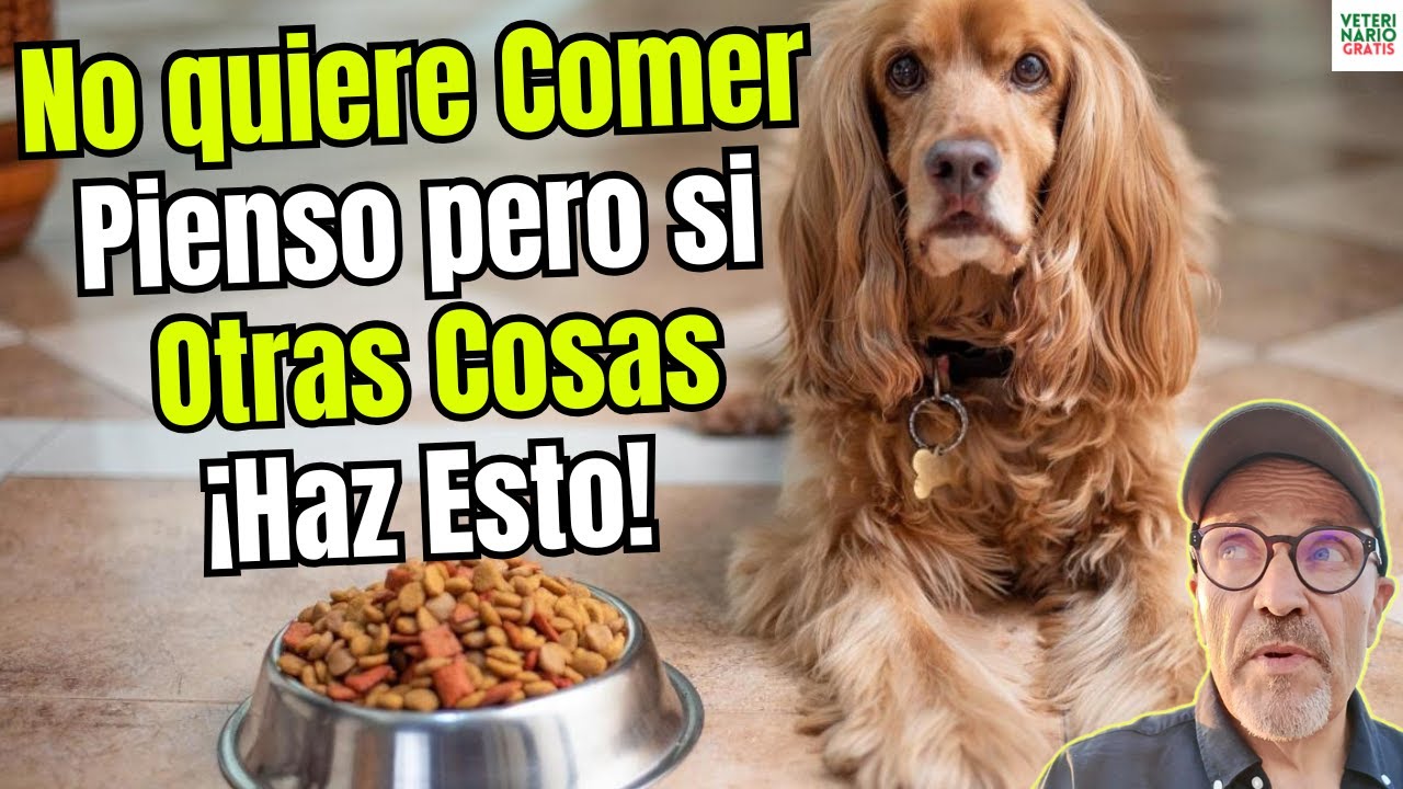 🐶 MI PERRO NO QUIERE COMER PIENSO PERO SI OTRAS COSAS &iquest;QUE PUEDO HACER?🐶