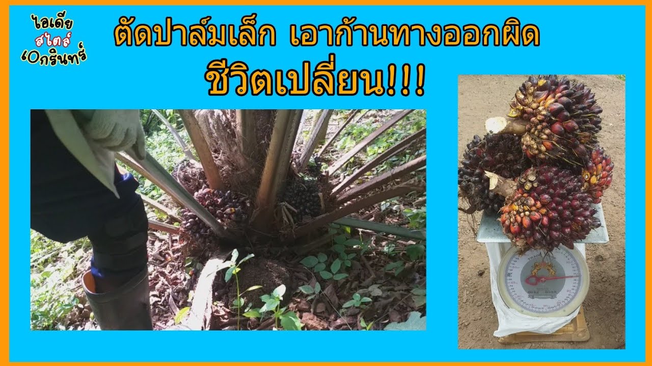 ตัดปาล์มเล็ก เอาก้านทางออกผิด ชีวิตเปลี่ยน!!! #ตัดปาล์ม #ปาล์ม | ไอเดียสไตล์เอกรินทร์