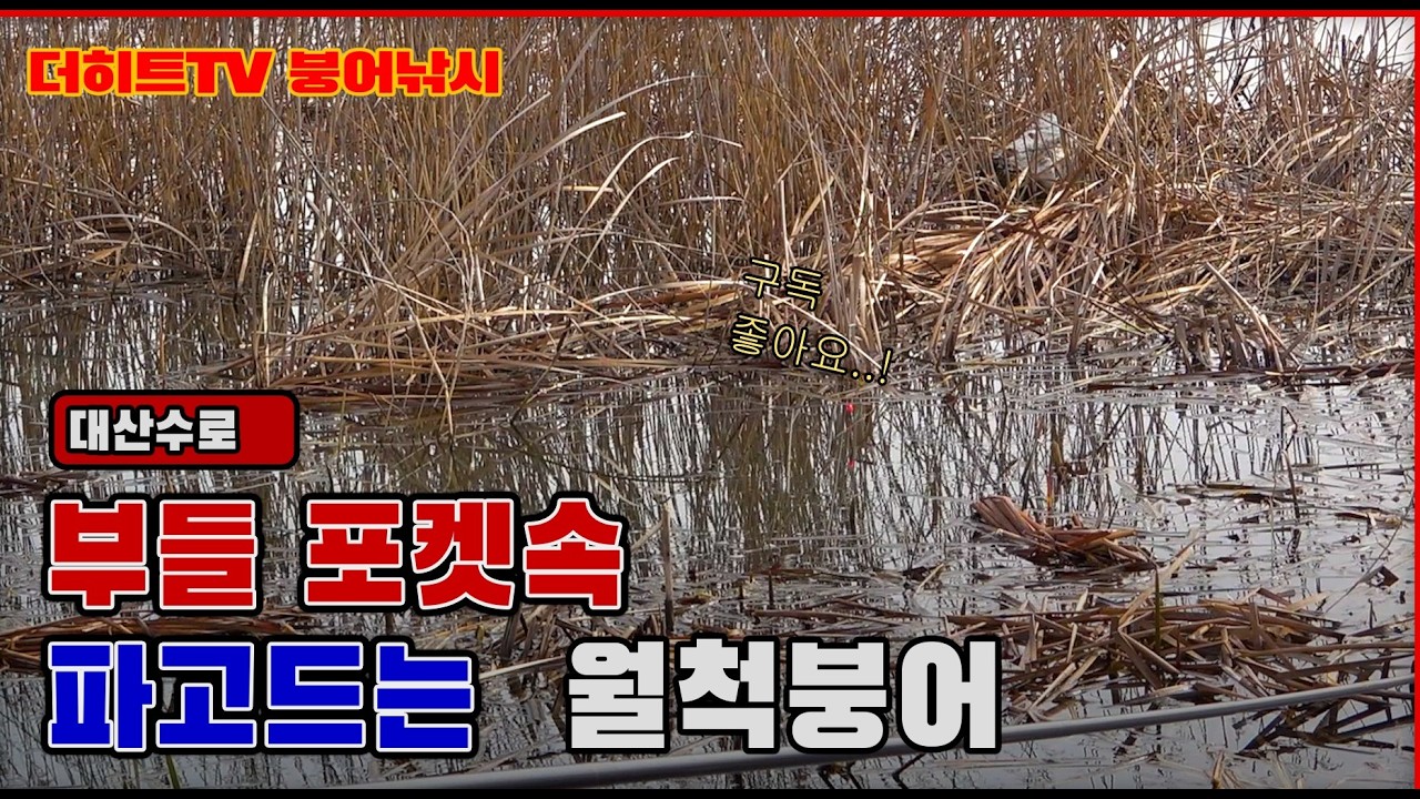 대물들이 터지고있는 부들속에 파고든 월척붕어! 대호만 붕어낚시(2026.3.28)
