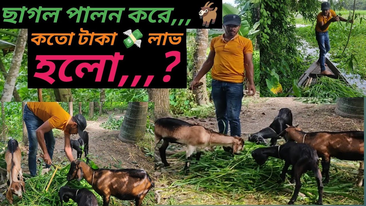 ছাগল পালন করে,,, 🐐 কতো টাকা 💸 লাভ হলো,,,?