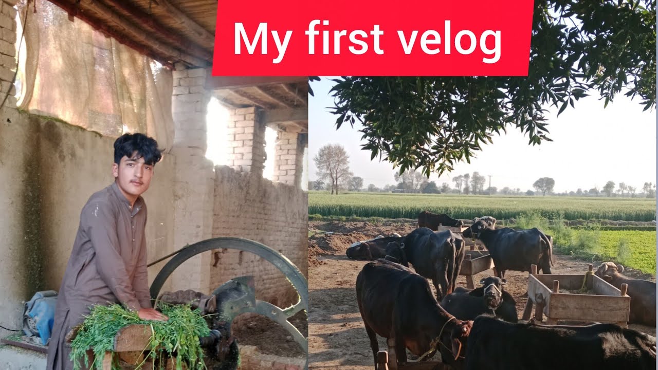 My first vlog interested 