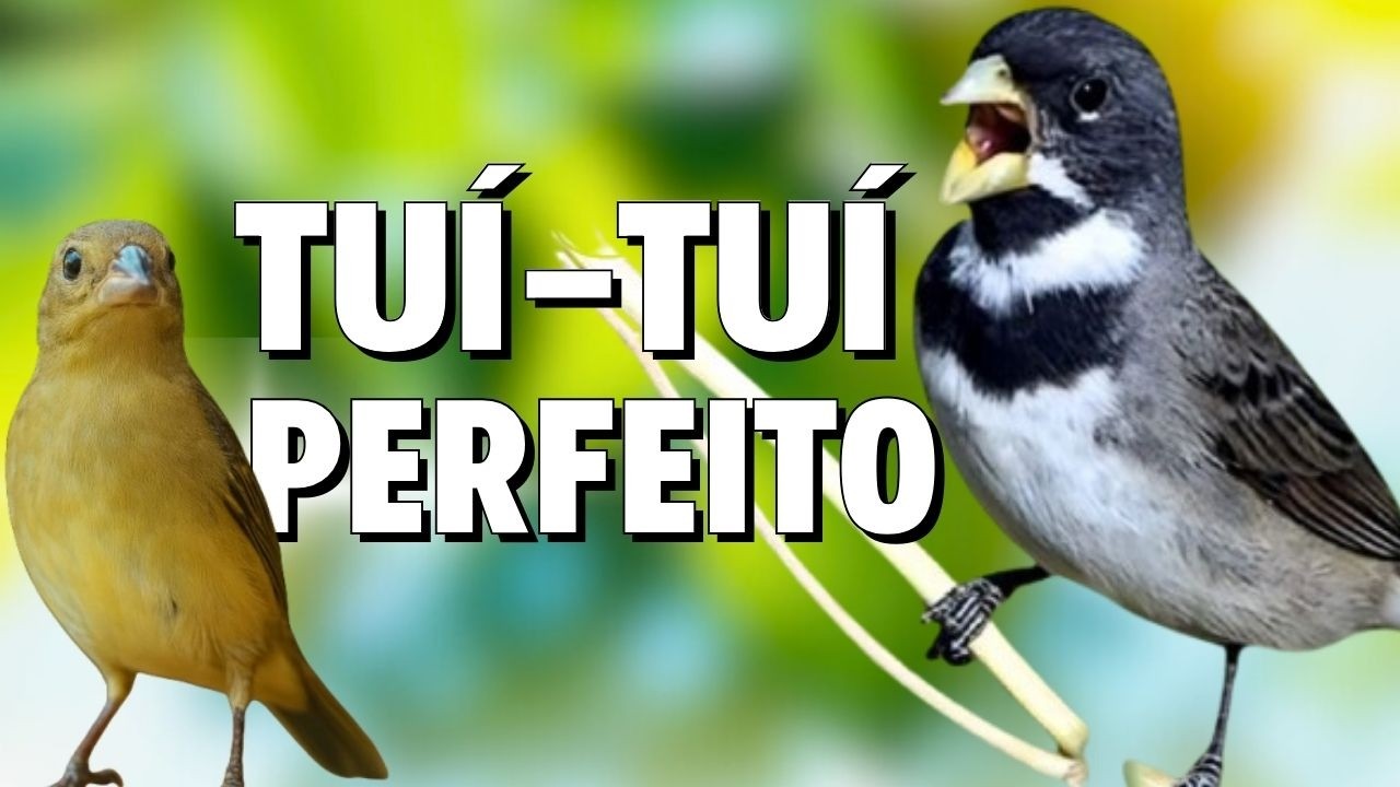 🔴MELHOR CANTO DE COLEIRO TUI TUI PARA ENCARTE 🔴🔴COM SOM DE FÊMEA LOUCO CHAMANDO🔴TURBINE SEU PARDO🔴