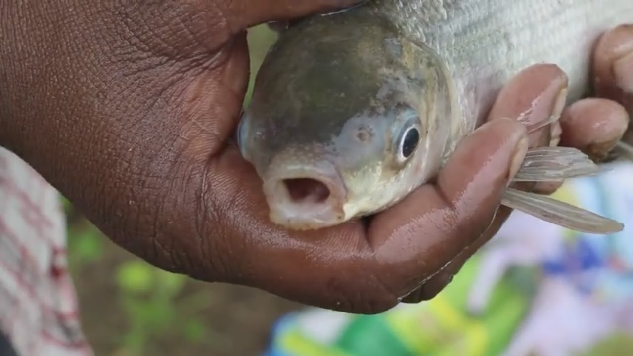 Fish Curry Recipe - Fish Hunting - Small Fish Curry Village Style - Country Food