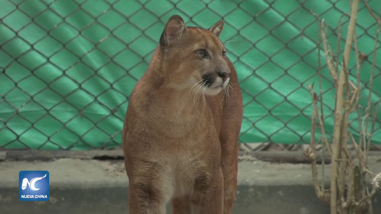 Per&uacute; preserva el puma de los andes peruanos