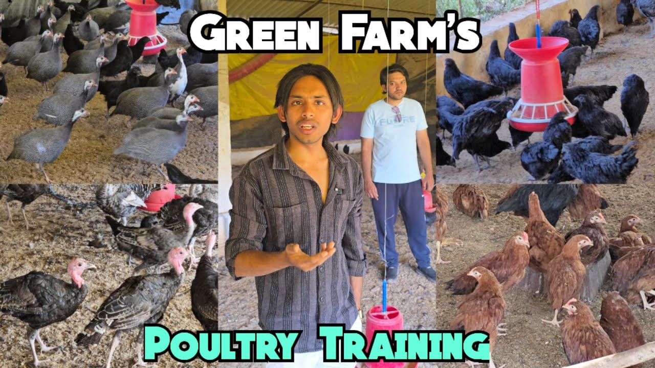 Kadaknath Giriraja Chini Murgi & Turkey Birds Available @Green Farms With Poultry Classes | #chicken