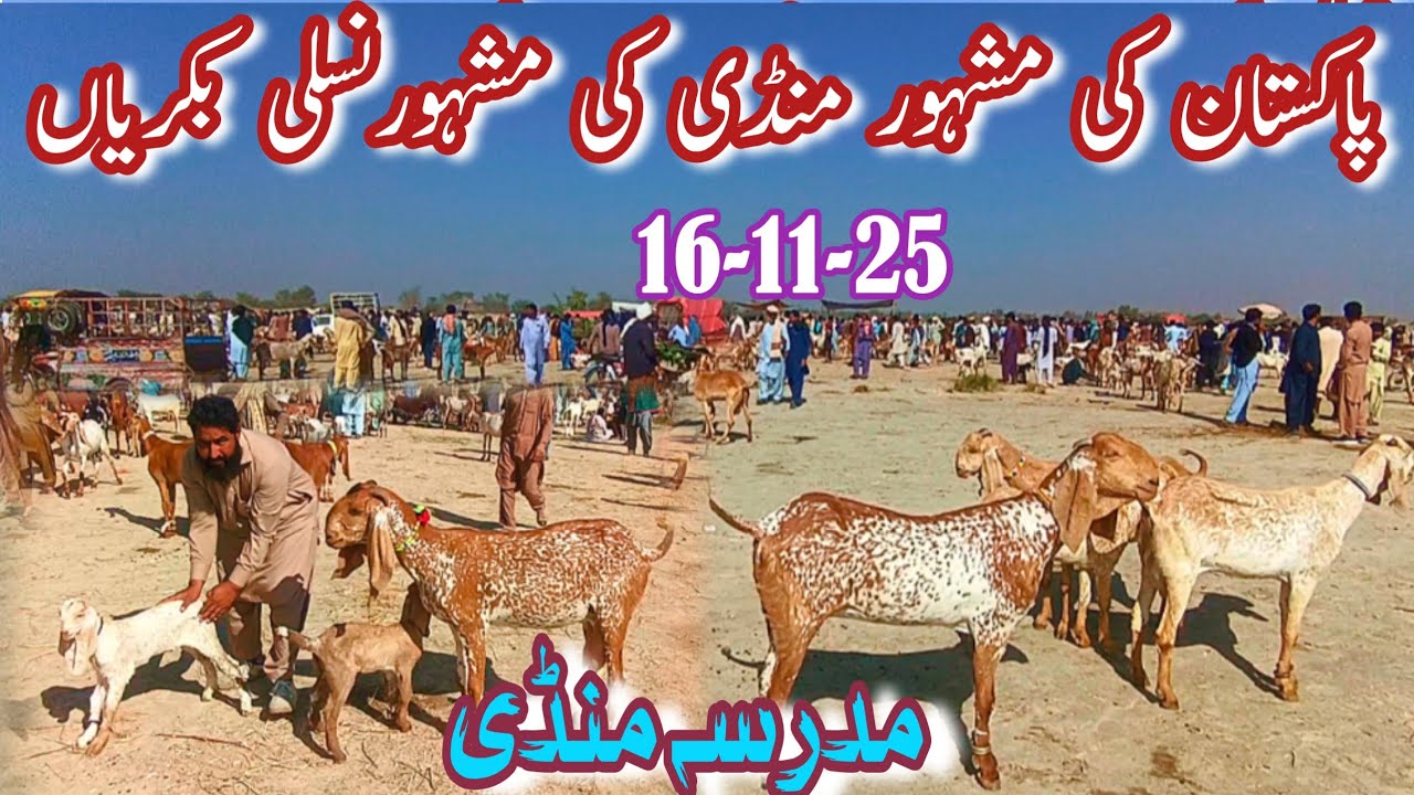 TODAY MADRASSA BAKRA MANDI LATEST PRICE UPDATE || Goats Farming In PAKISTAN || Makhi Cheni Bakrian
