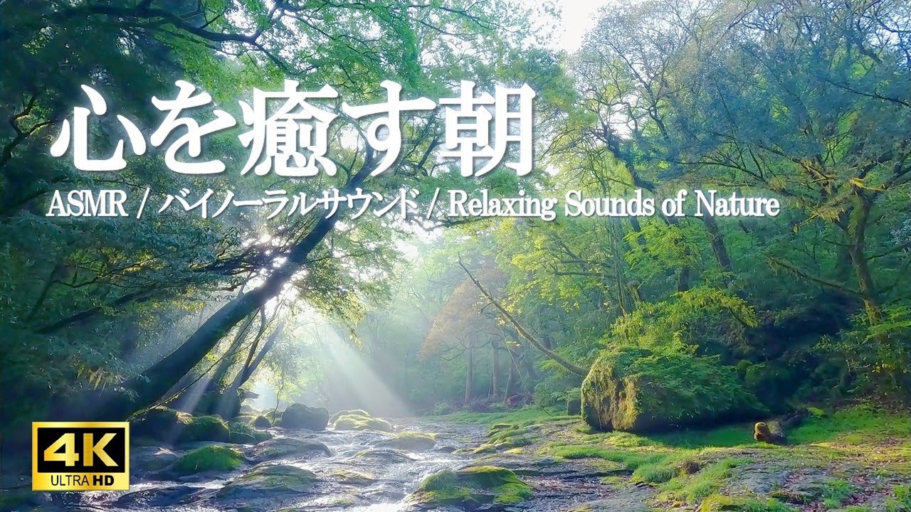 心を癒す朝 ～ 川のせせらぎ、鳥のさえずり｜リラクゼーション、ストレス緩和【ASMR/4K】