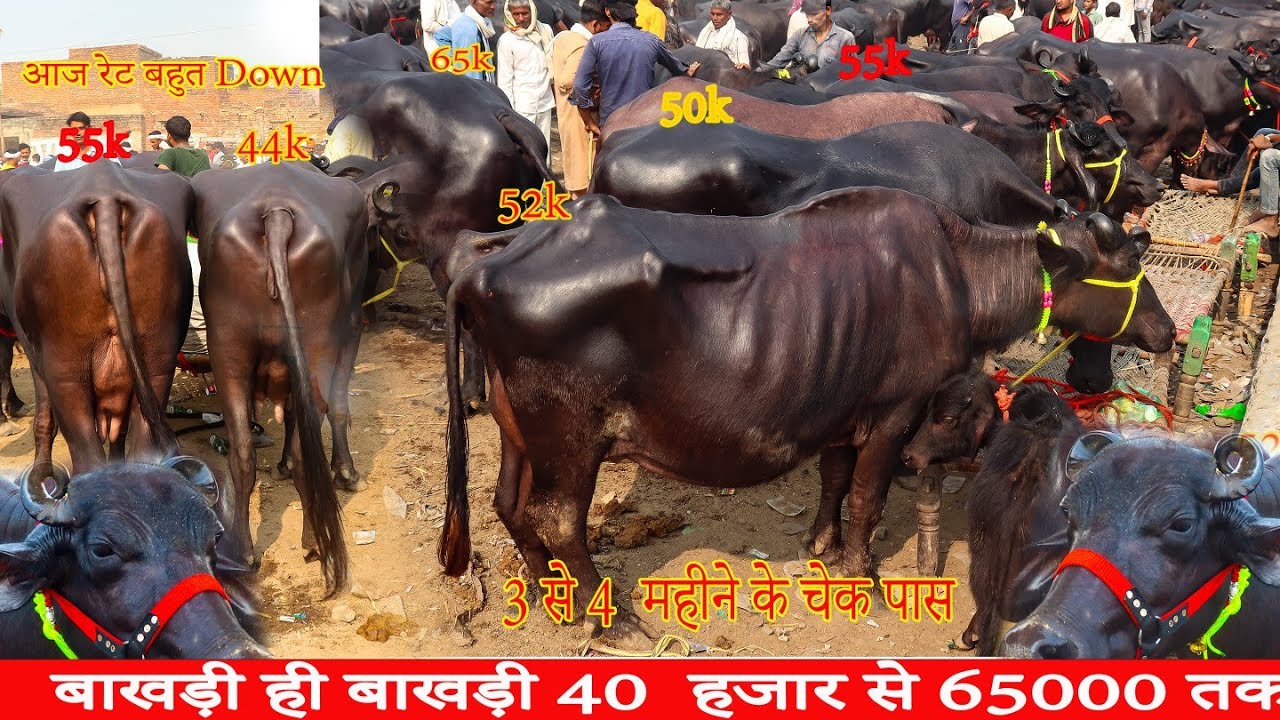 31अगस्त बाखड़ी भैंस  part 2बाखड़ी ही बाखड़ी भैंस 3 से 4  महीने की चेक पास , बहुत महंगी