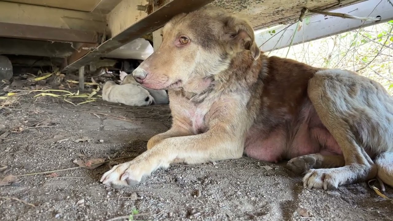 Ormana Bırakılan Anne ve Yavru Köpeklere Yemek Götürdük