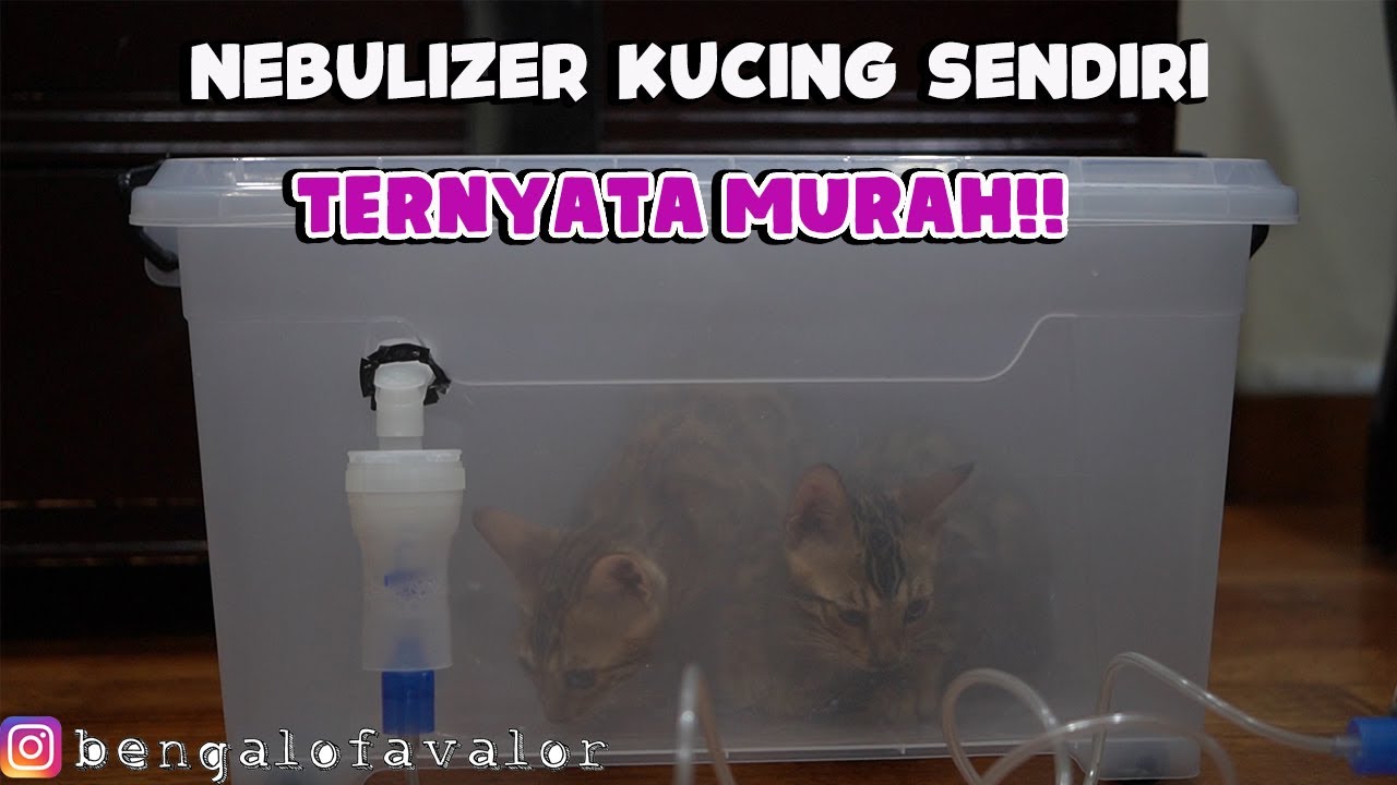 CARA NEBULIZER KUCING YANG BAIK DAN BENAR