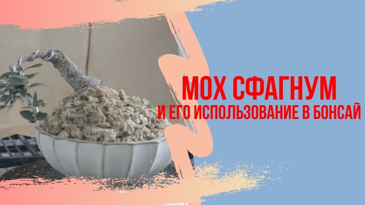 Для чего нужен МОХ сфагнум в искусстве БОНСАЙ? Увлажнение почвы, гниение корней и другие проблемы