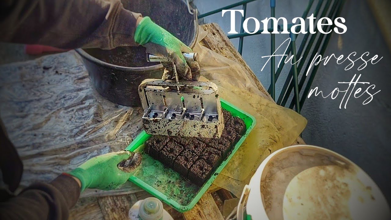 Semis des TOMATES au PRESSE MOTTES. Explications détaillées sur le semis en mottes.