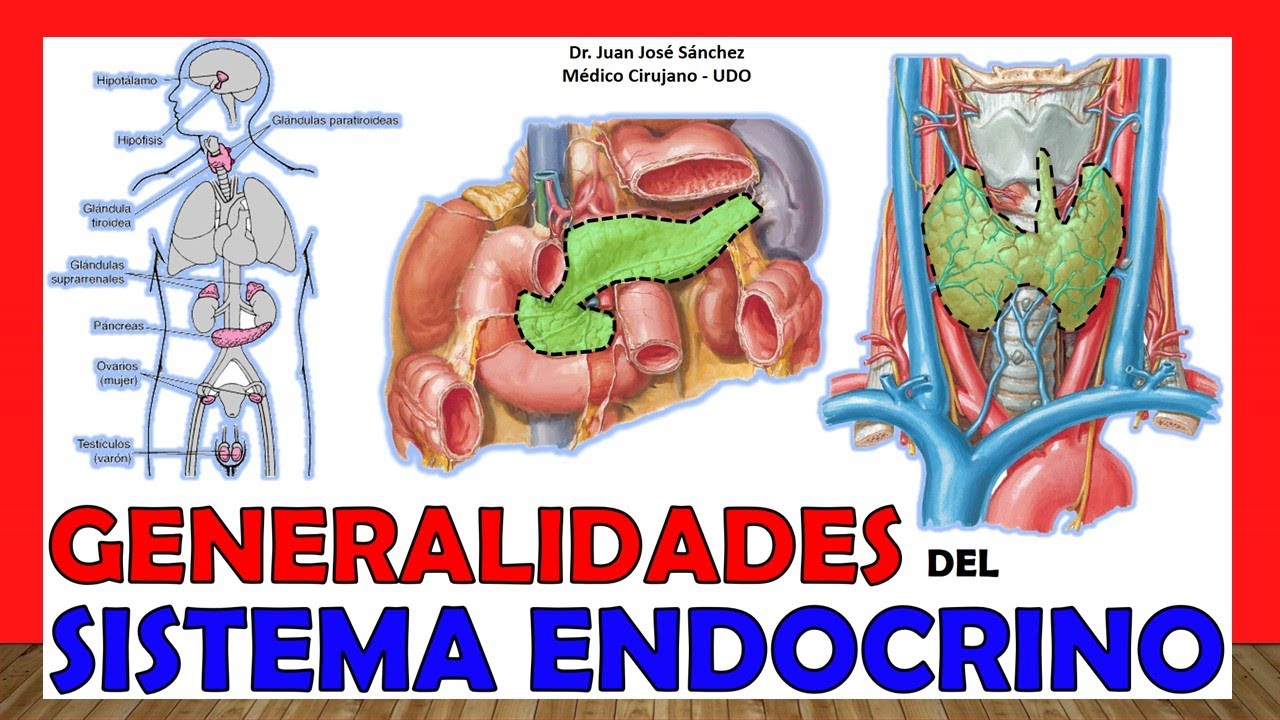 🥇 SISTEMA ENDOCRINO en 12 Minutos!!. ¡Fácil y Sencillo!