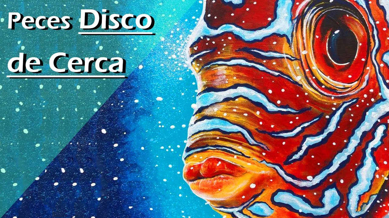 187✳️👁️‍🗨️👁️‍🗨️.- Peces disco desde muy cerca 🐠 Detalles increíbles que nunca habías visto