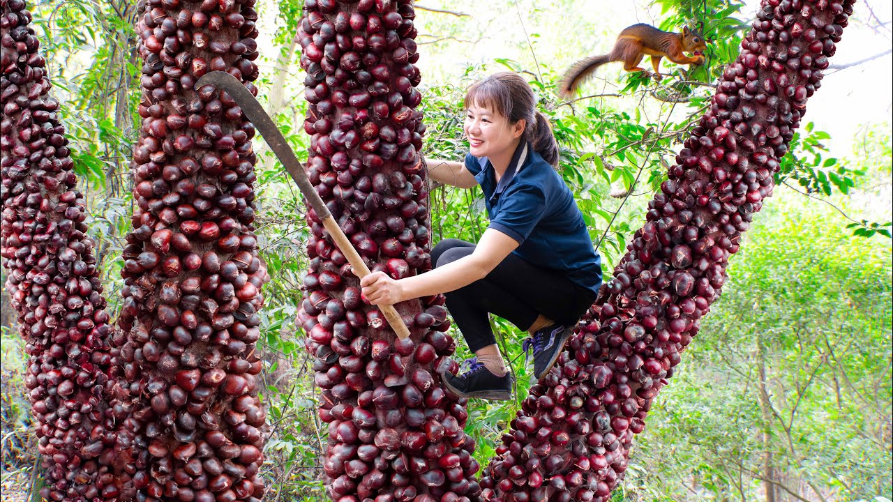 Harvest pistachios mounted on trees to dry Goes to the market sell | Luyến Harvesting