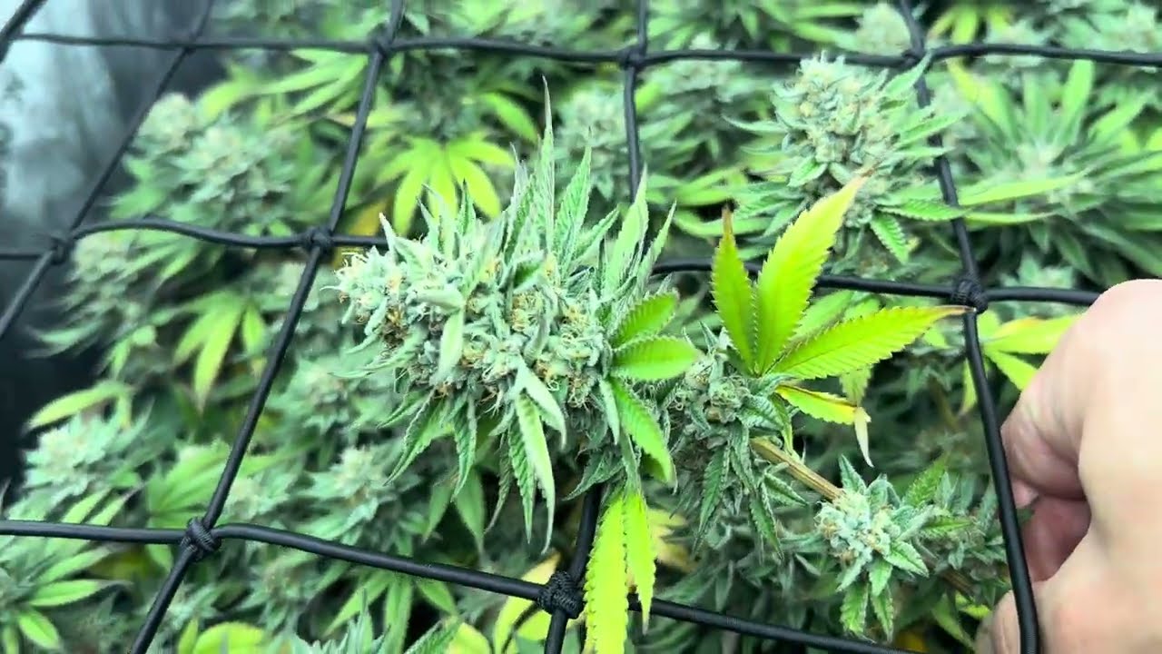 Organic Cannabis Gazzurple by Humboldt Seed Company