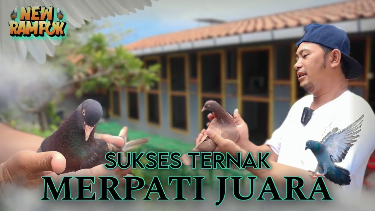 TERNAKAN MERPATI PAK BUDY SUKSES JUARA - NEW RAMPOK