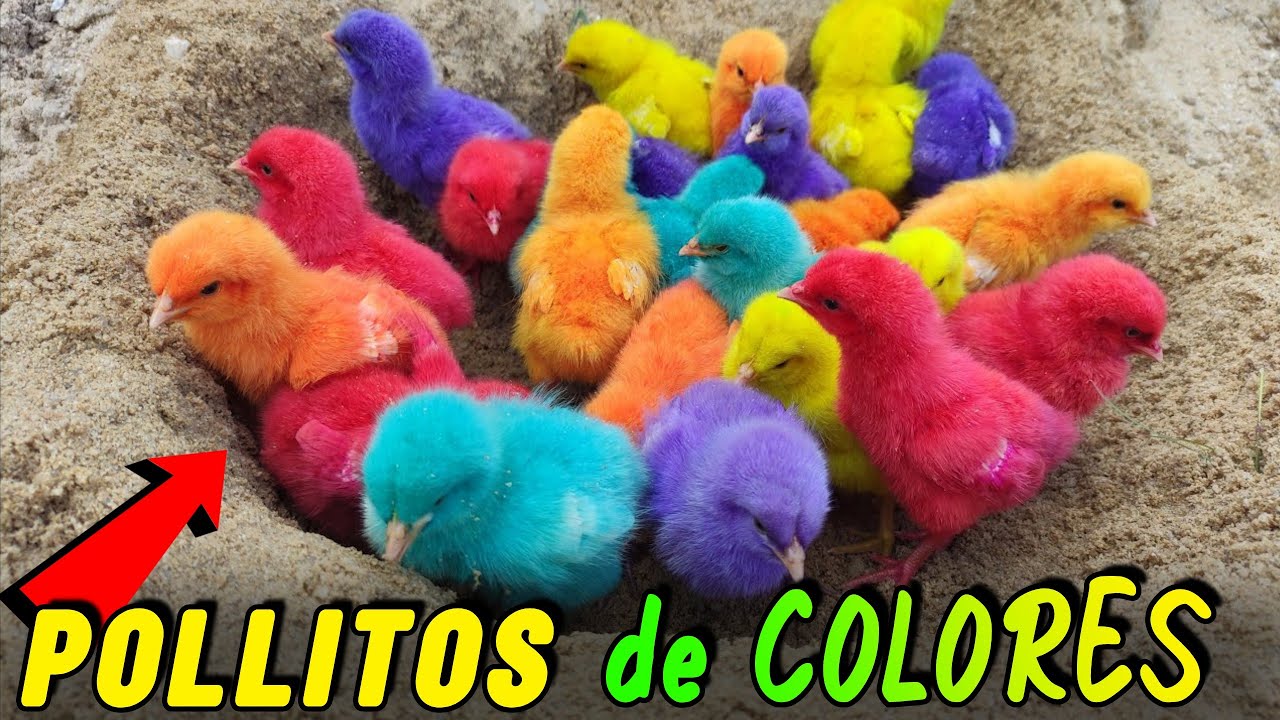 Descubre la Verdad Sobre: los 