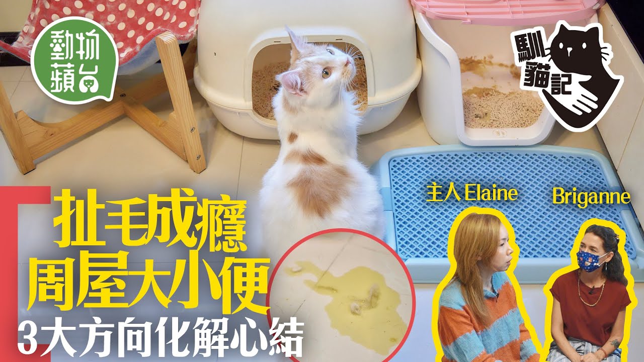 貓行為｜新貓入屋自殘扯毛加胡亂大小便 7貓主人求助望化解貓咪心結 