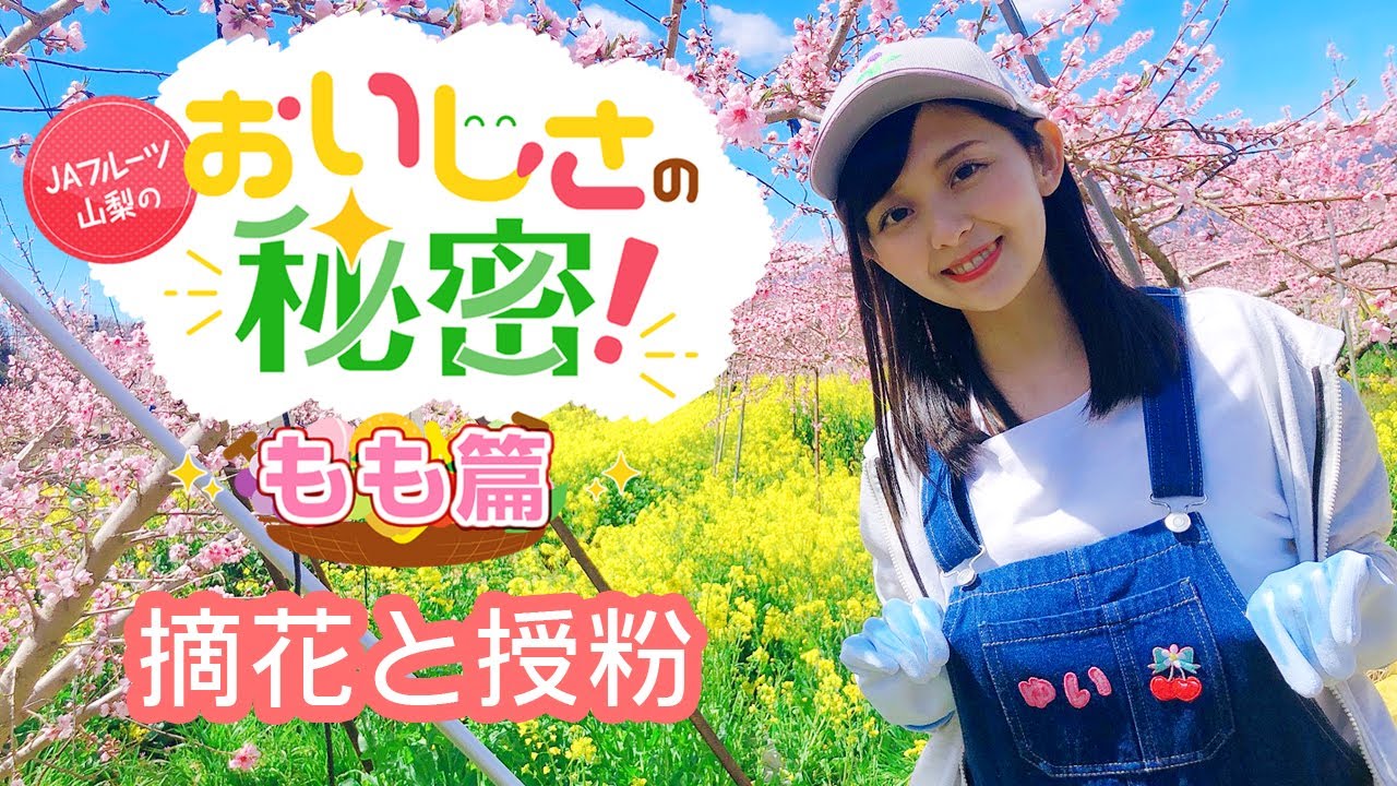ＪＡフルーツ山梨が教える　おいしさの秘密　もも篇（摘花・授粉作業）