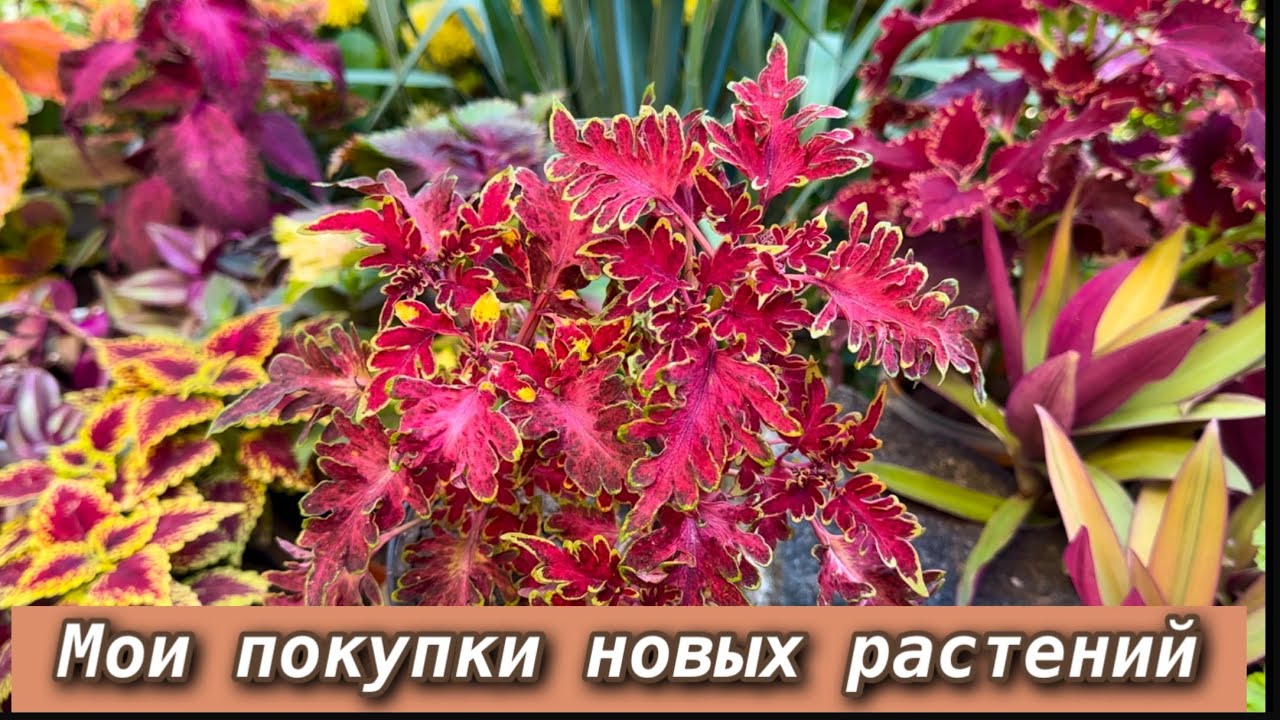Обзор новинок, пополнение коллекции Колеусов - 2025.