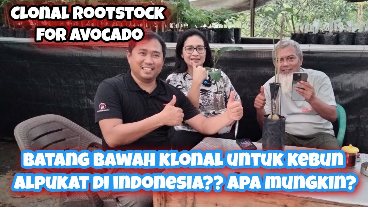 Clonal Rootstock for Avocado || Batang Bawah Klonal untuk Kebun Alpukat di Indonesia? Apa Bisa?