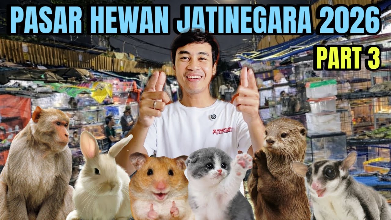 PASAR HEWAN JATINEGARA 2026‼️ Part 3
