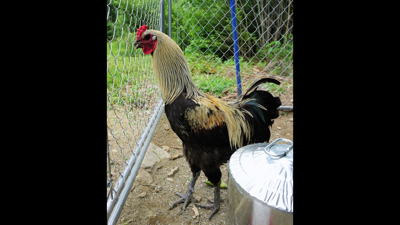 I want a Belgium Giant Liege fighter chicken (Here is how you get one)