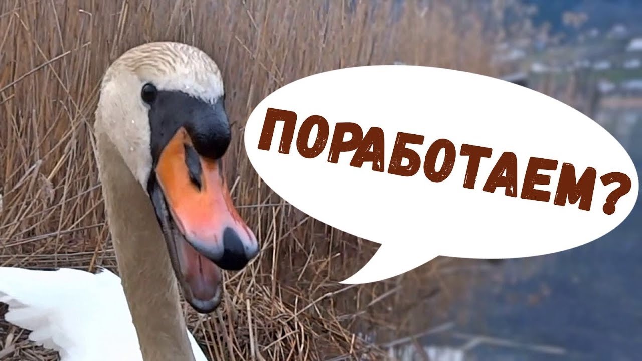 Белый Лебедь помогает работать