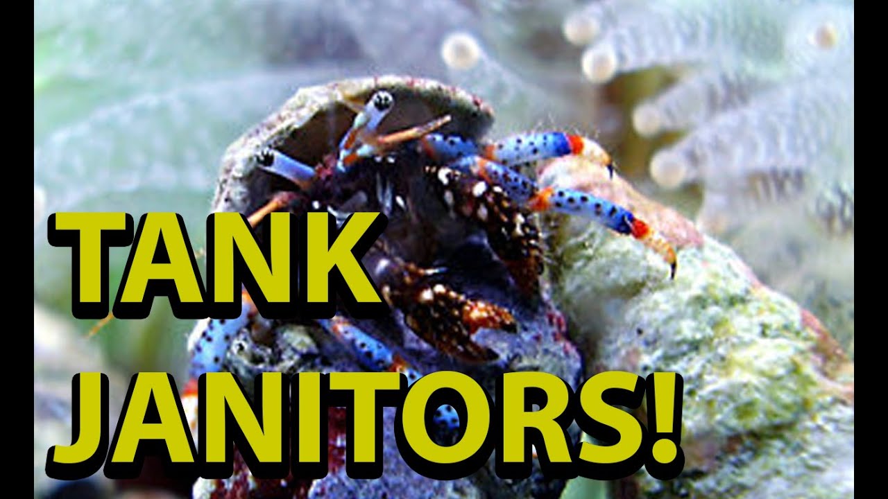 Reef Tank Clean Up Crew \\ All New Janitors !