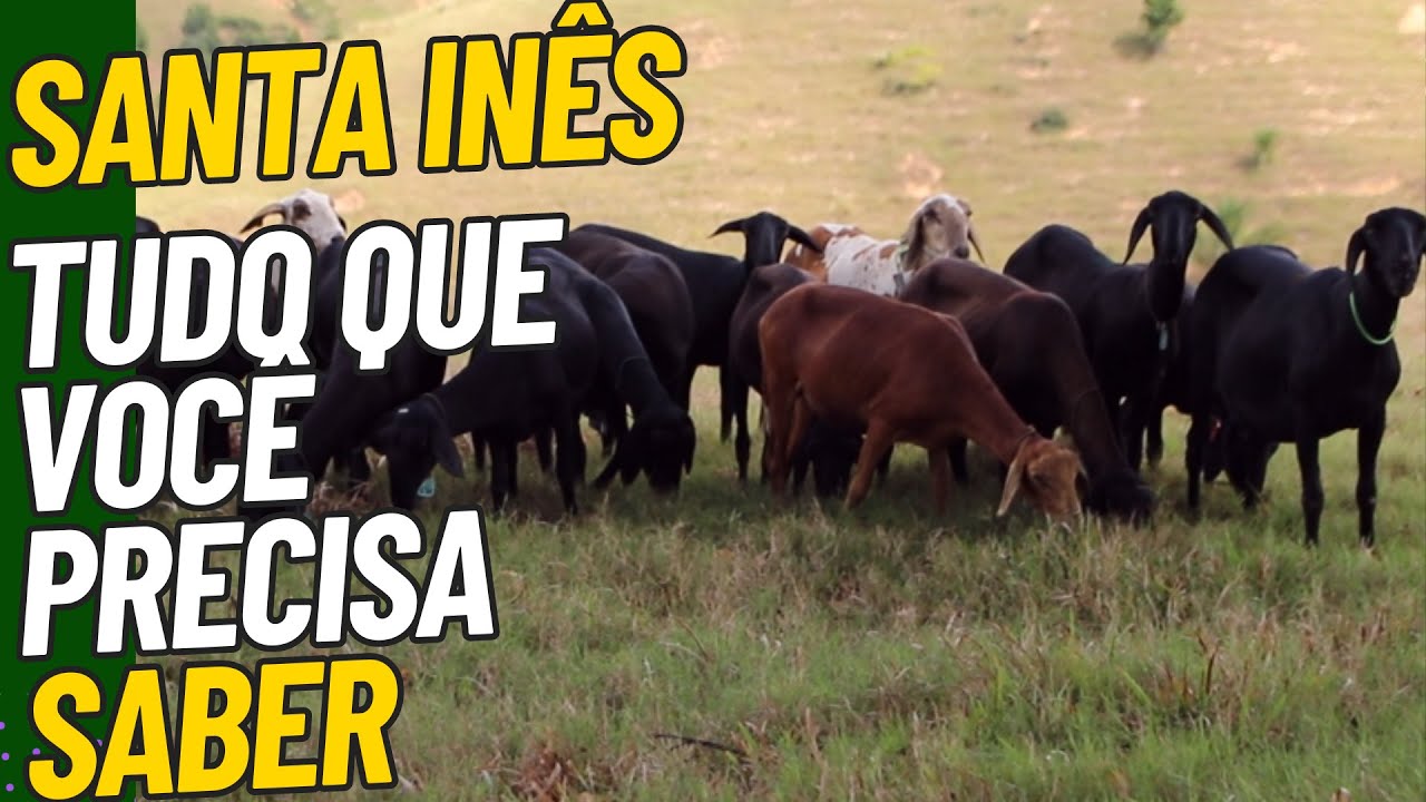 Conhe&ccedil;a Tudo sobre Ra&ccedil;a Santa In&ecirc;s - Vale a pena criar?