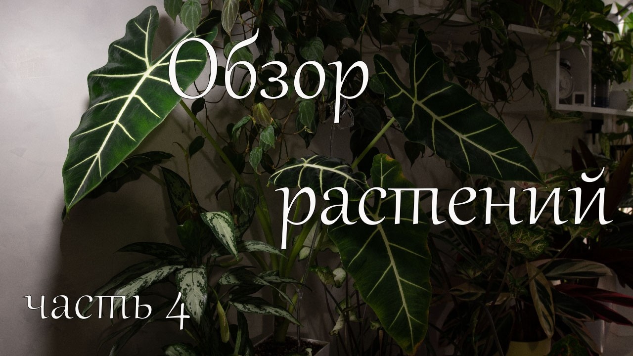 Обзор растений на кухне - часть 4