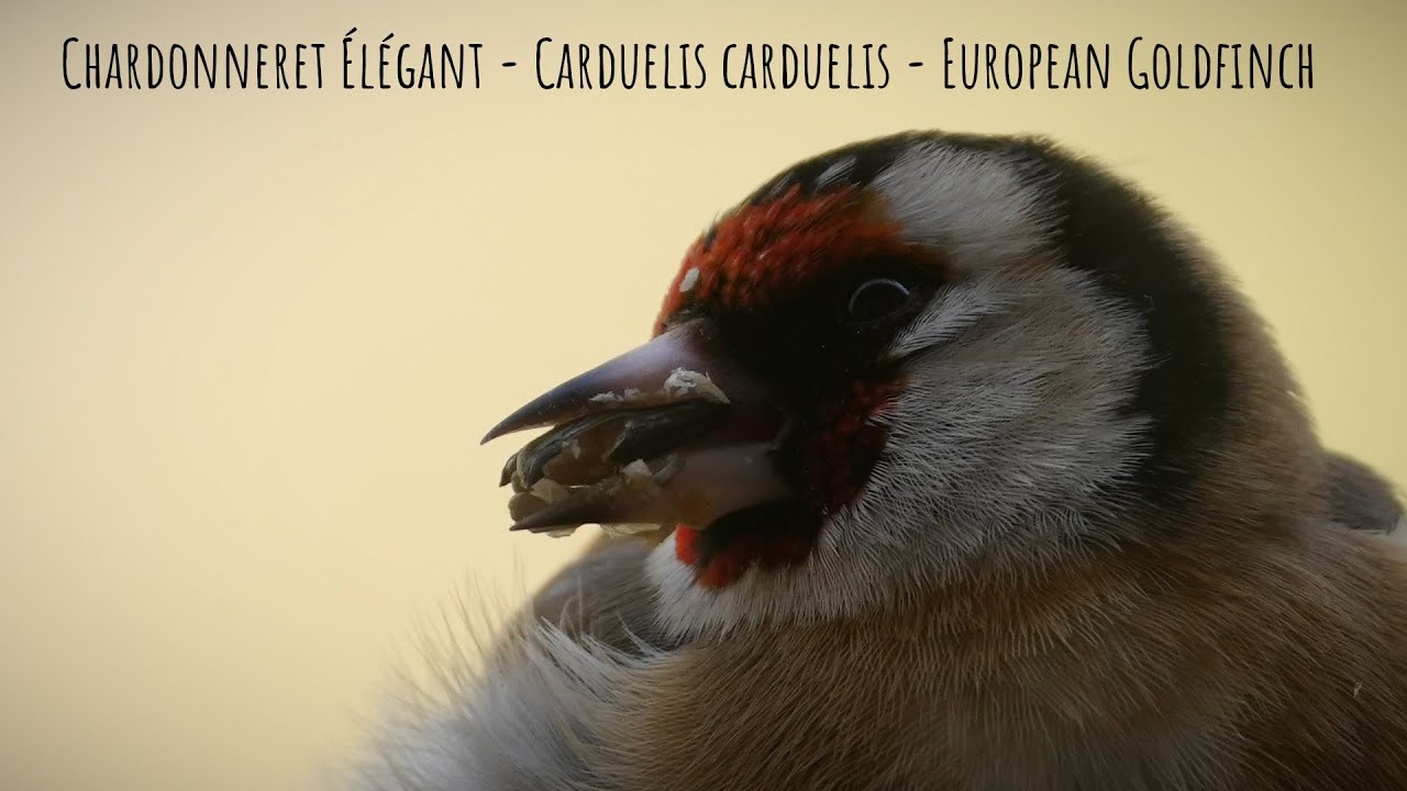 Chardonneret &Eacute;l&eacute;gant - Carduelis carduelis - European Goldfinch Sony A7SIII / SEL200-600+TC20 [4K]