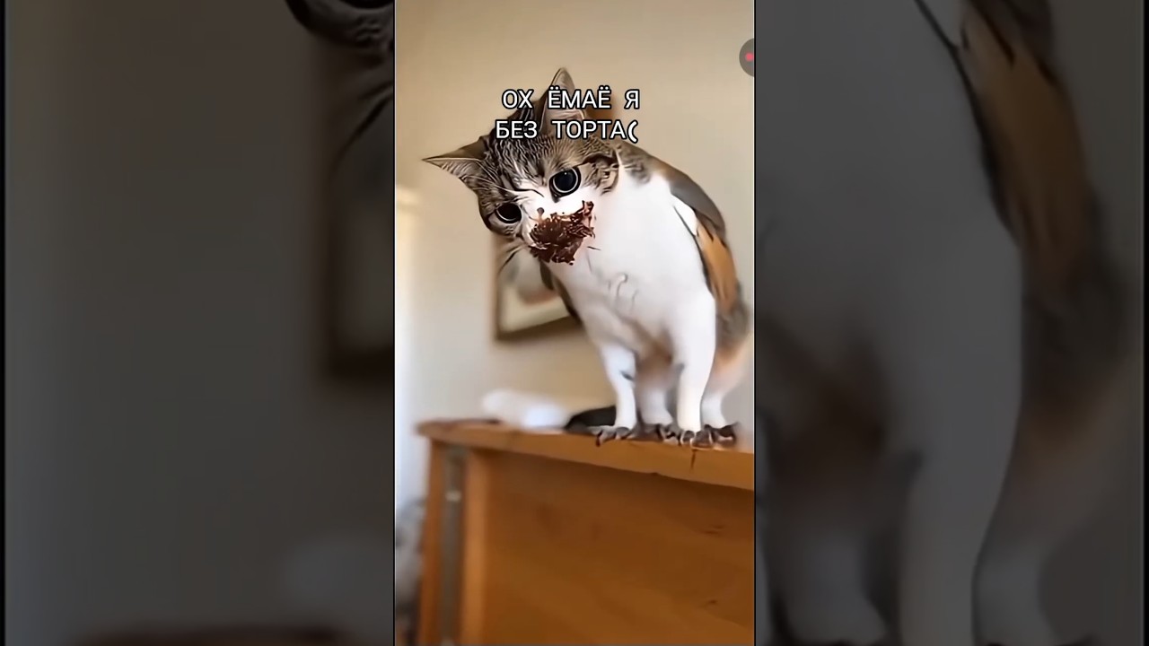 &laquo;ORIGINAL MEOWL SWOOSHNIK&raquo; ХАВАЕТ ТОРТИК 🍰.