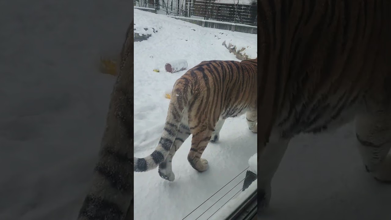 #latvia zoo in winter ❄️. حديقه حيوانات #لاتفيا