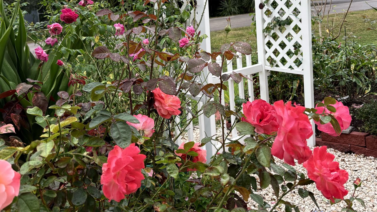 New Rose Garden. Zone 9B Central Florida Summer