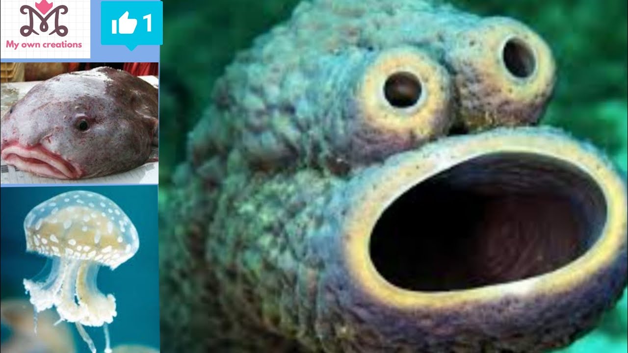 STRANGE WEIRD SEA ANIMALS/RARE MARINE LIFE SEA ANIMALS/MY OWN CREATIONS