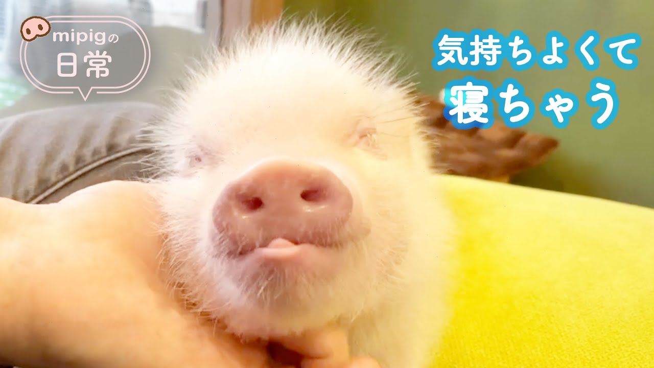 【気持ちよくて寝ちゃう】mipigの日常【マイクロブタさん】