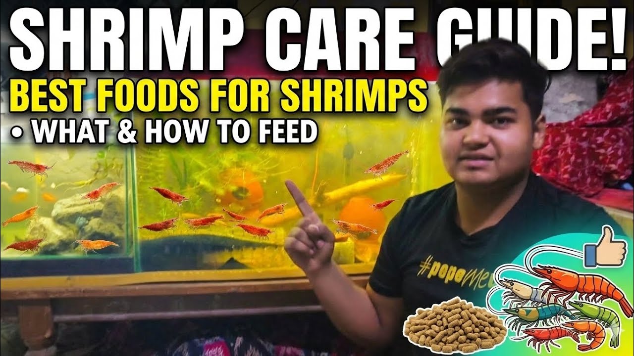 How to care Shrimp, what to feed Shrimps, Best food for Shrimps||झींगा की देखभाल कैसे करें