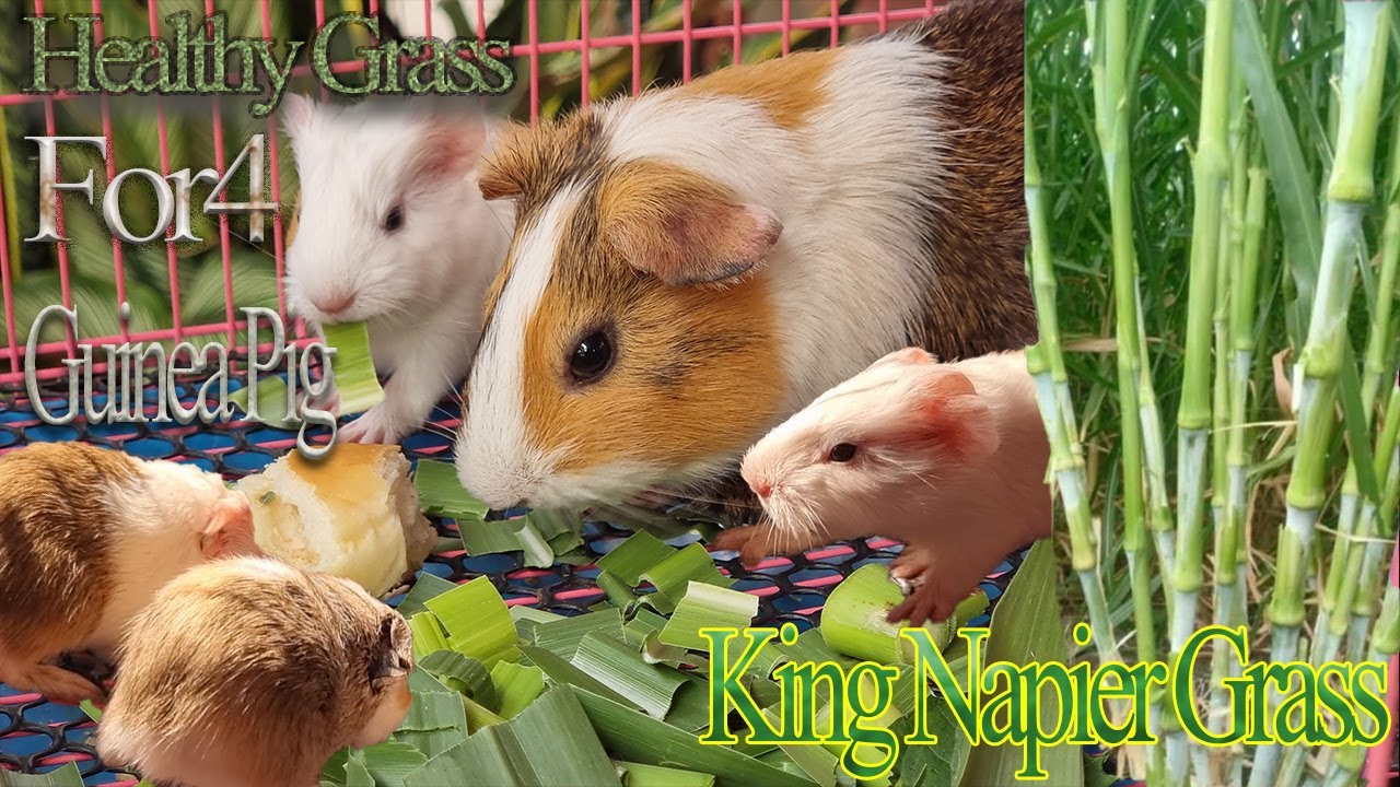 Healthy Grass for Guinea Pig, King Napier Grass