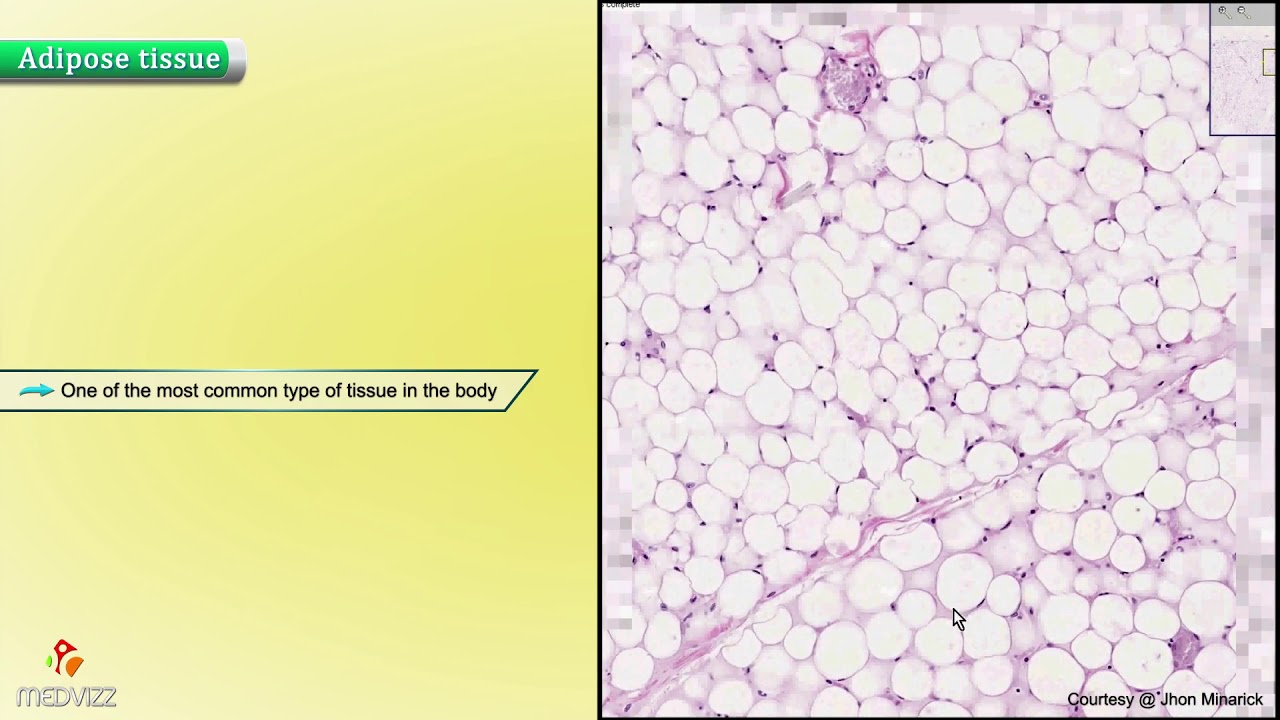 Histology of Adipose Tissue : Shotgun Histology