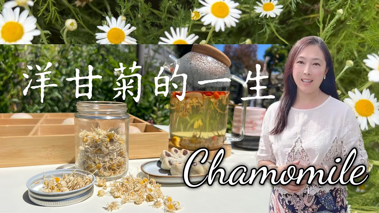 【种植116 】从播种到花茶｜洋甘菊种植&花草茶制作全过程｜家庭可食花园种植技巧 Chamomile Growing & Tea Making Guide