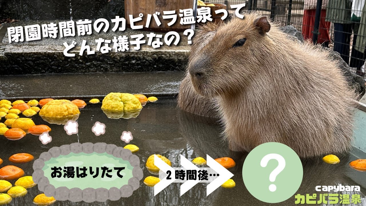 閉園時間前のカピバラ温泉どんな様子？　カピバラ温泉⑥- capybara relaxing in a bath
