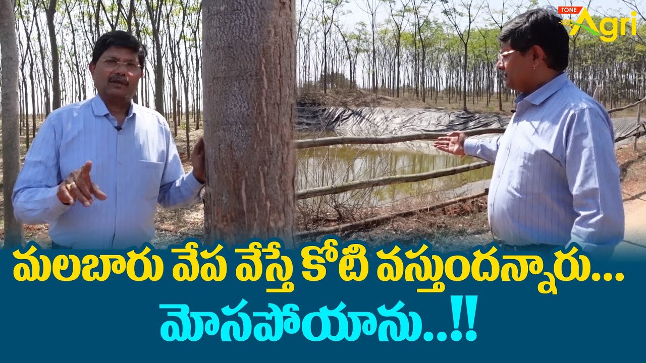 Malabar Neem Farming | మలబారు వేప వేస్తే కోటి వస్తుందన్నారు..! మోసపోయాను..!!  Tone Agri