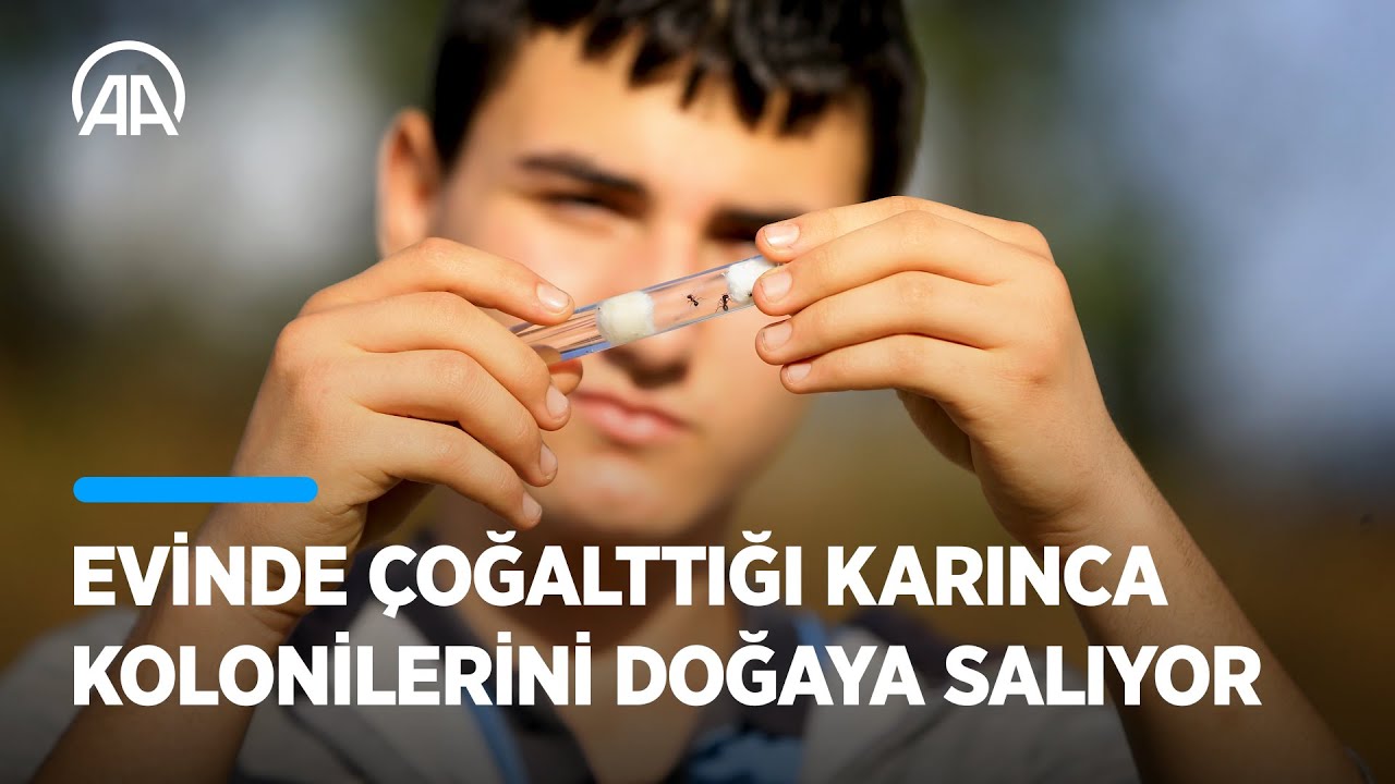 Lise öğrencisi evinde çoğalttığı karınca kolonilerini doğaya salıyor