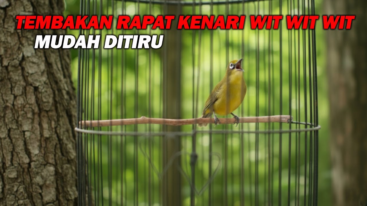 PANCINGAN PLECI TEMBAKAN RAPAT KENARI WIT WIT WIT, PALING MUDAH DITIRU