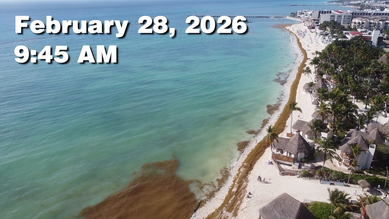 Daily Sargassum Sargasso Seaweed Report at Playa del Carmen, Mexico - February 28, 2026 #sargassum