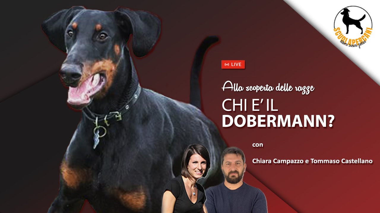CHI E' IL DOBERMANN?