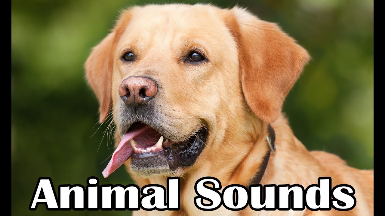 Learning Animal Sounds for Children & Toddlers 22 Amazing Animals